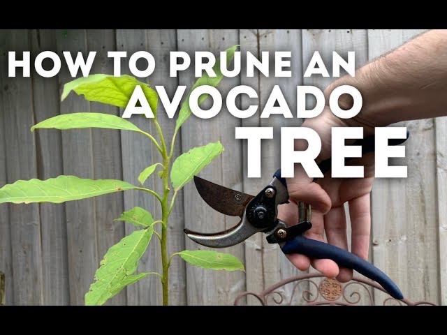 How To Prune An Avocado Tree